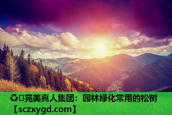 ♻️完美真人集团：园林绿化常用的松树