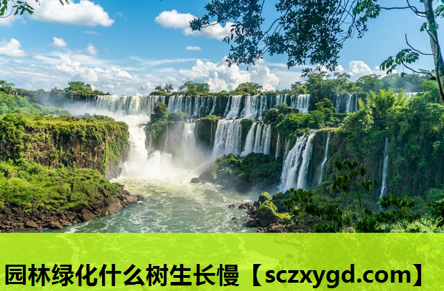 园林绿化什么树生长慢
