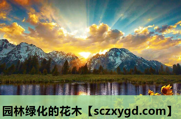 园林绿化的花木