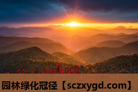 园林绿化冠径