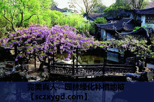 完美真人：园林绿化补植地被