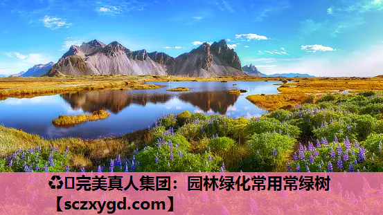 园林绿化常用常绿树