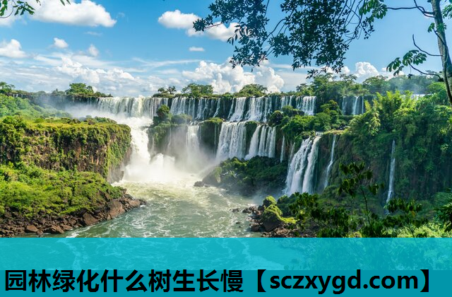 园林绿化什么树生长慢