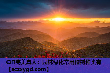 园林绿化常用榕树种类有